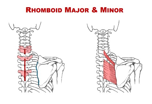 <p>Nerve: Rhomboid Minor</p>