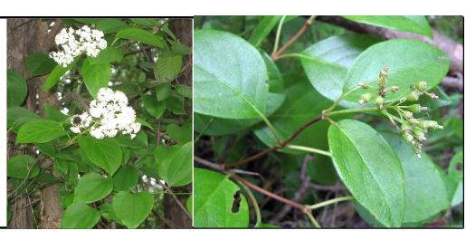 <p>Hydrangeaceae</p><p>Hydrangea barbara</p>