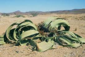 <p>welwitschia</p>