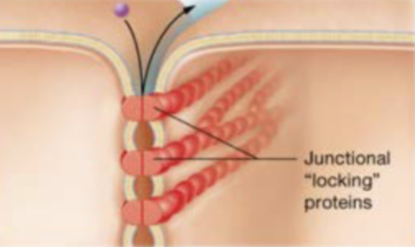 <p>hold cells closely together, integral proteins of adjacent cell’s plasma membranes are locked together, forming a seal around apical perimeter of cell</p>