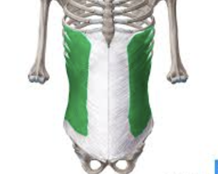 <ul><li><p>deep to rectus abdominis</p></li><li><p>laterally flexes/rotates spine</p></li></ul><p></p>