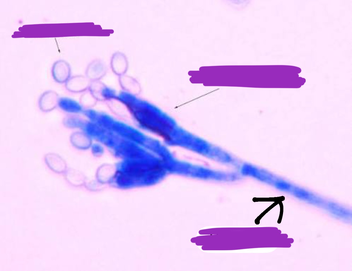 <p>Label + Identify (Domain, Kingdom, Clade)</p>