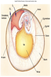 <p>Amphibians: first land animals, but still tied to water for reproduction and body fluids</p><p>Key adaptation: development of waterproof skin</p><p>Amniotic egg: allowed vertebrates to reproduce on land</p><p>Specialized membranes in the egg:</p><p>Gas exchange</p><p>Waste storage</p><p>Energy storage for developing embryo</p>