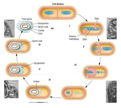 <p>What are the 7 stages of endospore formation?</p>