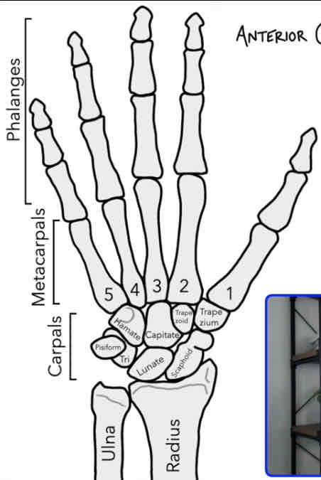 <p>Bones of the fingers</p>