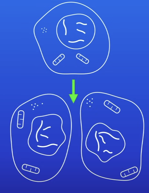 <p>1 cell copied into 2 identical cells</p>