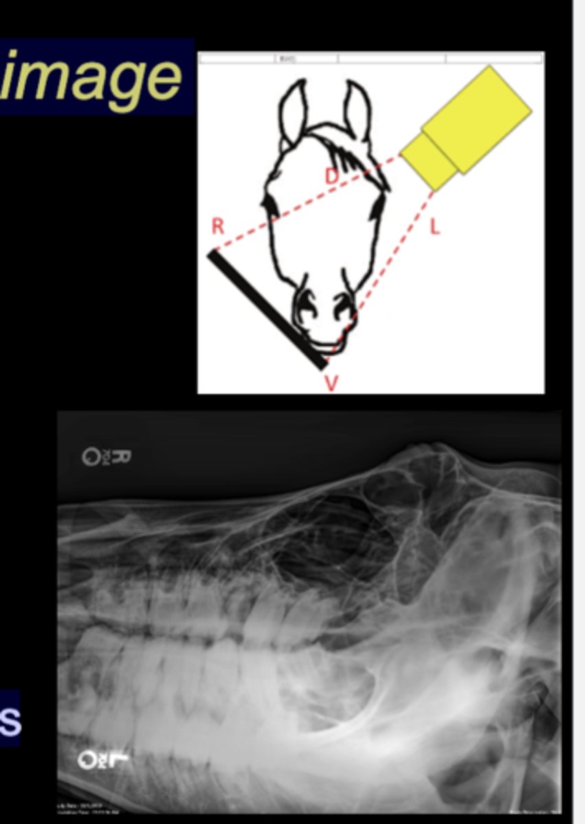 <p>• Tube on one side, plate on the other</p><p>• Tube angled in DV plane, plate held perpendicular</p><p>• Markers indicate anatomy that is closest</p><p>• Maxillary or mandibular structures</p>