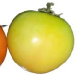 <p>What is its physiological maturity and commercial maturity?</p>