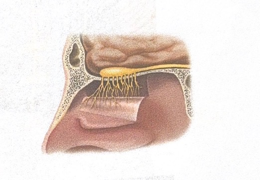 <p>Name this cranial nerve</p>