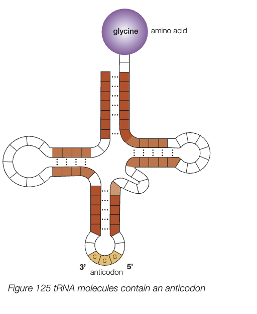 <ul><li><p>roughly 80 nucleotides long, 3 dimensional clover leaf shape</p></li><li><p>contains anticodon - 3 bases complementary to specific mRNA codon</p></li><li><p>carry specific amino acid at opposite end of anticodon</p></li><li><p>function - place specific amino acid into correct sequence in polypeptide</p></li><li><p>after it transfers, it collects another corresponding amino acid in cytosol</p></li><li><p>amino acid tRNA attatchment involves enzymes with specific shapes so each amino acid is only ever attathced to their corresponding tRNA</p></li></ul><p></p>