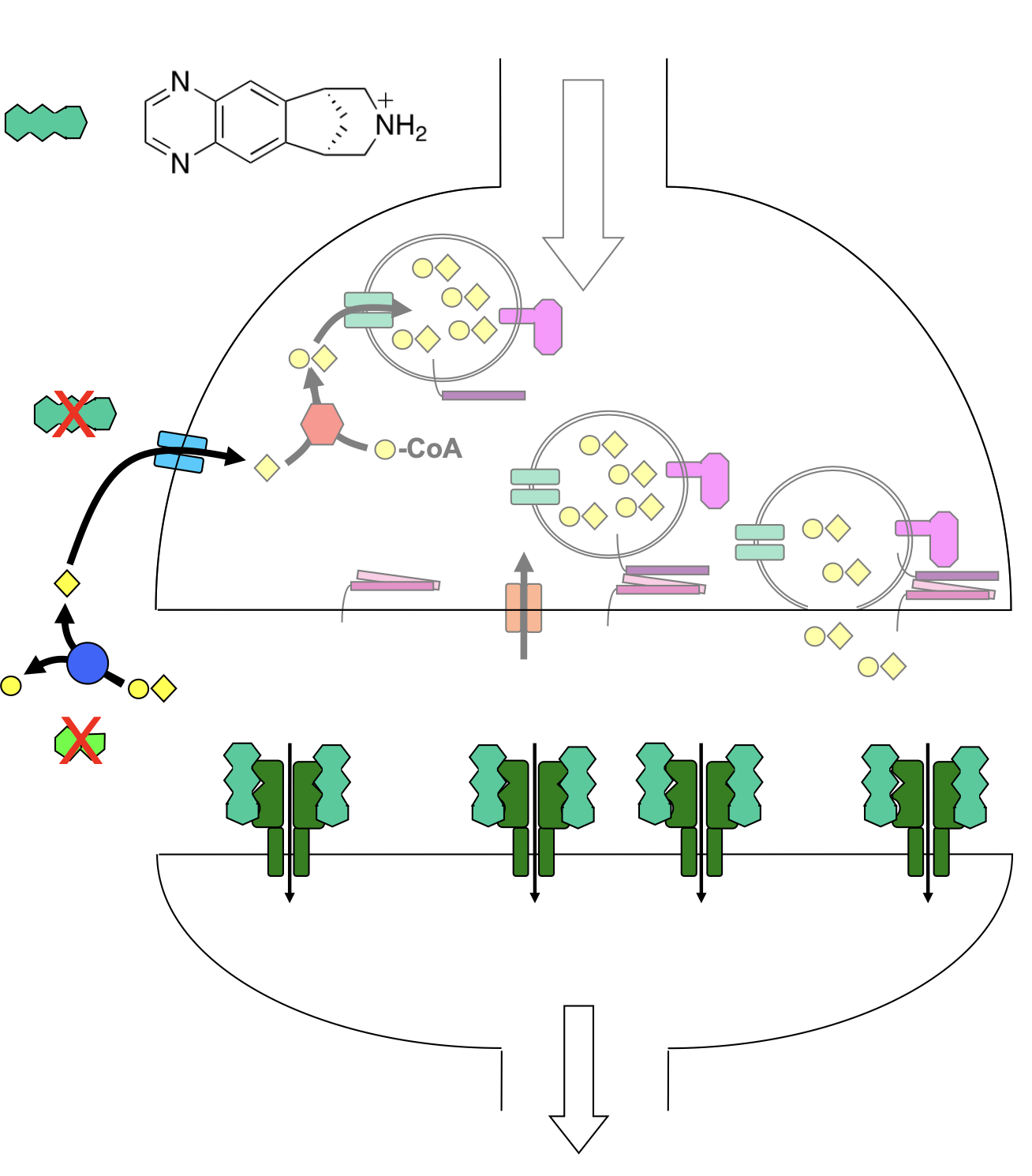 <ul><li><p>partial agonist: competitive modulator</p><ul><li><p>binds more tightly to nAChR than nicotine but does not cause receptor to open as much</p></li></ul></li><li><p>partial mimicry of ACh structure: ring system instead</p></li></ul><p></p>