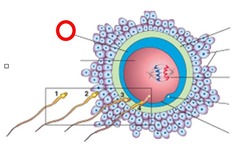 zona pellucida and 
plasma membrane of 
the secondary oocyte