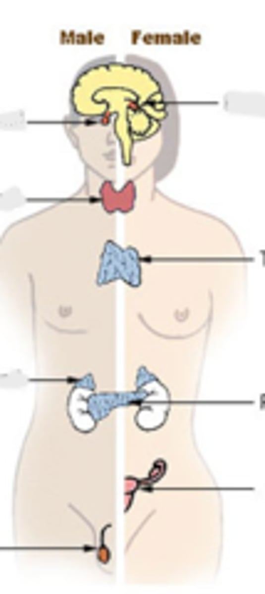 <p>what have secretory functions? they are composed primarily of epithelia, and they are the supporting network of connective tissue.</p>