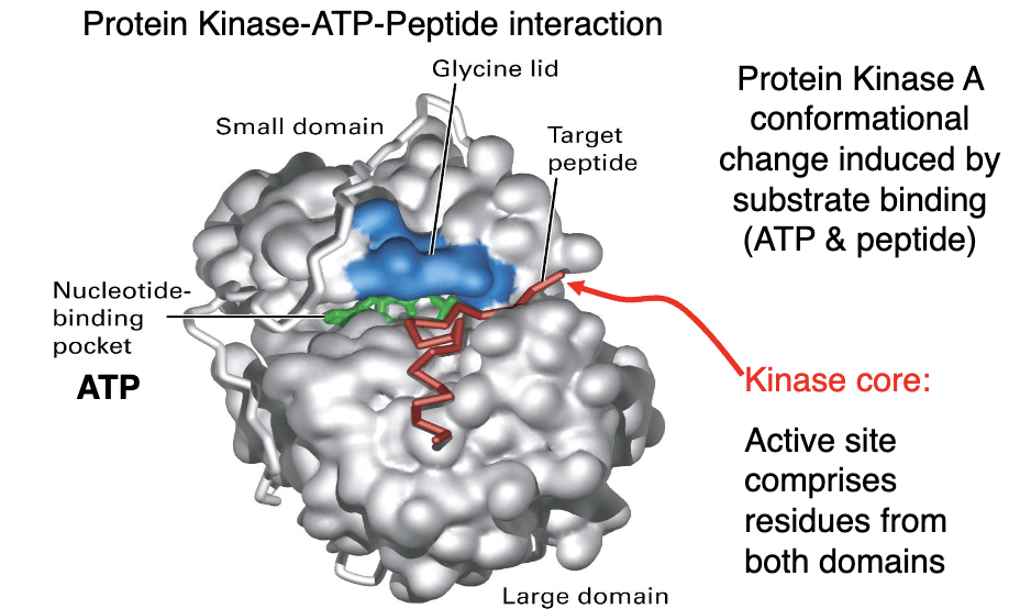 * target peptide sequence = arginine - arginine - X (any amino acid) - serine - Y (any hydrophobic amino acid)
* Shown here is Protein Kinase A or PKA. A kinase adds a phosphate group to a target protein. 
* PKA has two substrates: the target protein and the nucleotide ATP. 
* Represented in this space‐filling diagram, in grey and blue is PKA. 
* There is a small domain at the top which includes the glycine lid (highlighted in blue) and the large domain at the bottom. 
* A hinge region connects the two domains. 
* The two domains together form a nucleotide‐binding pocket (for ATP in green) and a substrate binding pocket (for the target peptide in red). 
* These binding domains can be called the kinase core – the site of the catalytic function of the enzyme. 
* Molecular complementarity regulates the activity of this enzyme. 
* The structure of the ATP‐binding site is specific for ATP and other nucleotides such as ADP, GTP, cAMP bind with a low affinity, readily falling out of the binding site if the drift in. 
* The target peptide also binds with specificity to the enzyme. 
* The target peptide is recognized by glutamic acid residues found in the large domain. 