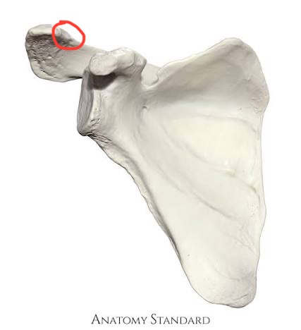 <p>scapula, located on acromion, anteromedial corner</p>