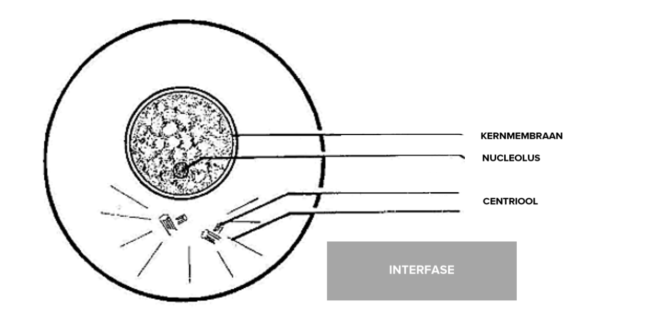<p>Hoe zien de chromosomen eruit tijdens de interfase?</p>