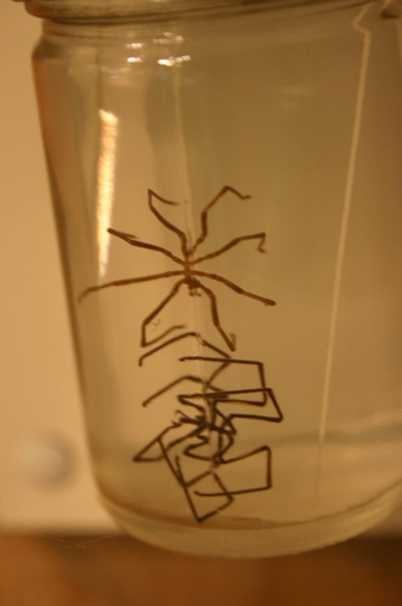 <p>Class of chelicerates and arthropods (sea spiders)</p><p>-pale yellow thing that looks like a mechanical tumbleweed)</p>