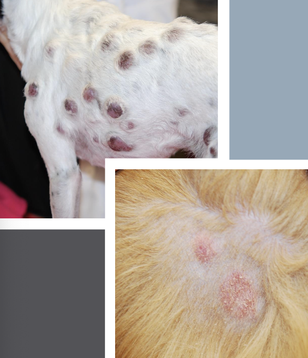 <p>immunosuppressive drugs</p>