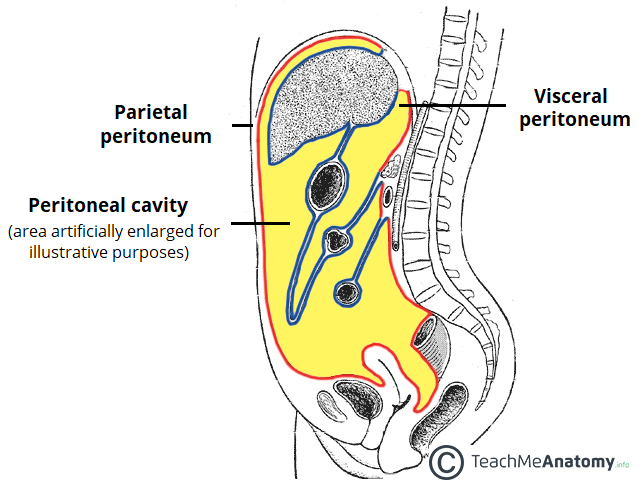 The membrane that cover the surface of most organs in the abdomen, including the abdomen