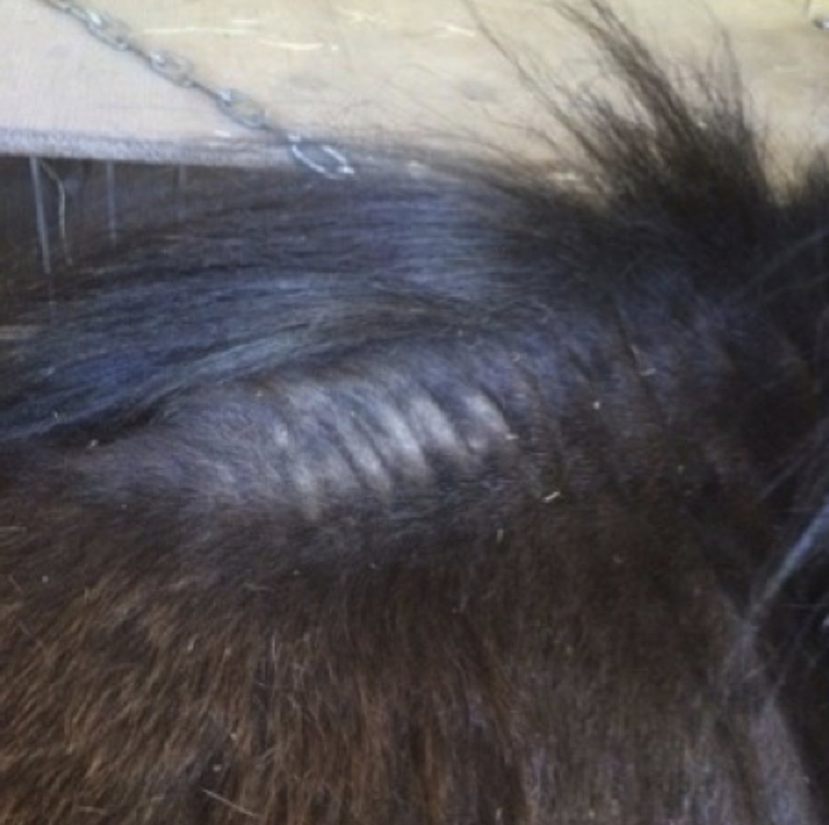 <p>Denne 4 år gamle islandske hest er kommet på sommerfold og er over de seneste uger begyndt at klø sig i man og hale. Huden er fast og hærdet. Hvordan vil du beskrive disse hudforandringer i mankeregionen? </p><p>- Alopeci, hypertrikose, urticarier</p><p>- Alopeci, varme, lichenifikation</p><p>- Ortokeratose, alopeci</p><p>- Alopeci, lichenfikation</p>
