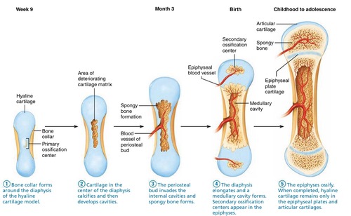 <p>process that hardens bones by adding calcium phosphate and collagen</p>