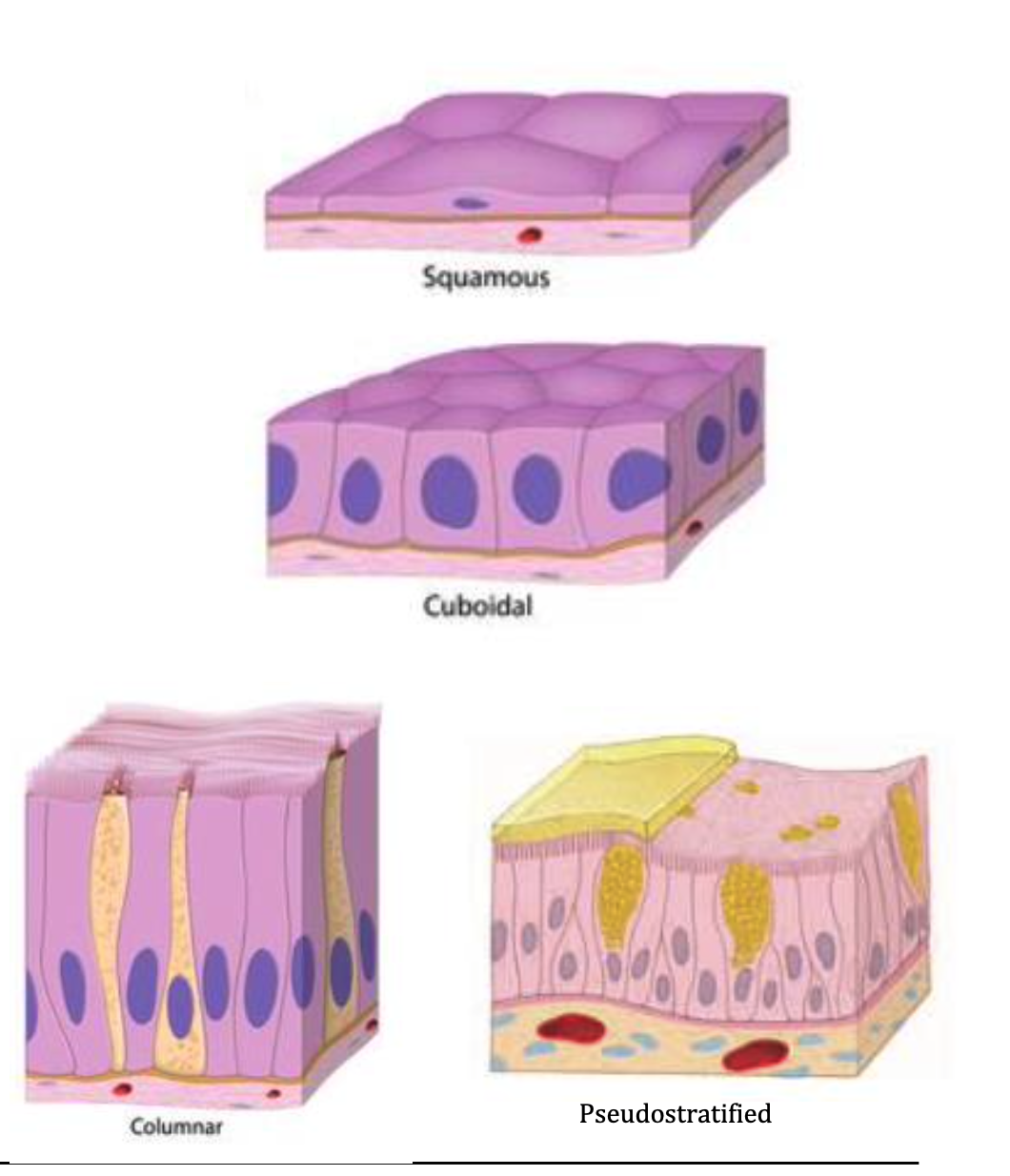 <p><span>Explain LINING EPITHELIUM</span></p>