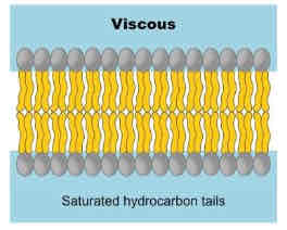 <p>presence of saturated fatty acids decreases membrane fluidity</p>