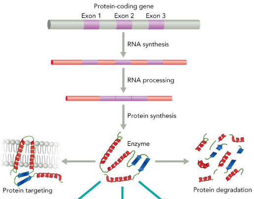 <p>how much enzyme is around to ctalayse reactions; controlled by biochemical processes involved in protein synthesis and localization</p>
