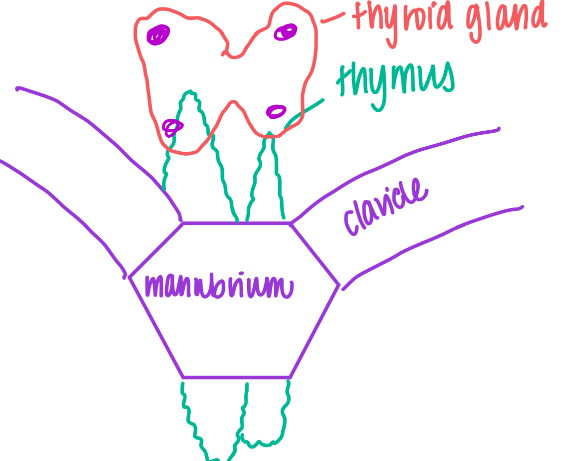 Involutes (shrinks) after puberty 

Result is decreased immune function with age

\- Elderly struggle with immune function.

\
Thymus is part of the immune system, produces T-lymphocytes. T cells will mature in thymus throughout life. 

\
Usually composed of 2 irregular lobes, lies primarily behind the manubrium and body of sternum 

\
Extensions into the neck and around the front and sides of the trachea are common. 

\
Thymus lies inferior to the thyroid gland 

Sternohyoid and sternothyroid muscles lie anteriorl to the thymus and thyroid gland 

\
Blood Supply: Internal thoracic artery 

N - Stellate Ganglion of Sympathetic Trunk and Vagus 