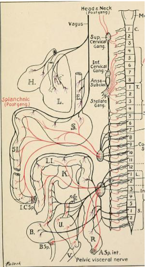 <ul><li><p>vagus</p></li><li><p>mixed</p></li><li><p>“wanderer”- READ TEXT FOR DETAILS</p><ul><li><p>fibers in the neck, head, thorax, and abdomen</p></li><li><p>sensory and motor fibers run to and from the pharynx, larynx, lungs, heart, and digestive tract</p></li></ul></li></ul><p></p>