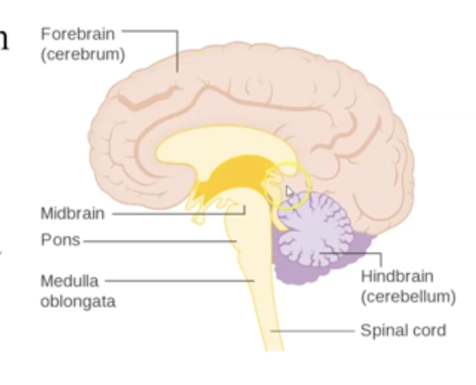 <p>Bulging center part of the brain stem. It manages Sleep. (Pons = ponds. ponds is a makeup company. So just remember that you put on your face makeup mask at night before you sleep)</p>