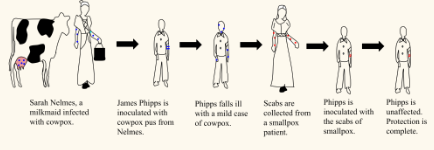 <ul><li><p>Used cowpox as a vaccine for smallpox (1st vaccine). </p></li><li><p>Found that the human body was able to recognize the similar smallpox virus from its antigens (cowpox) and is able to fight it effectively </p></li></ul><p></p>