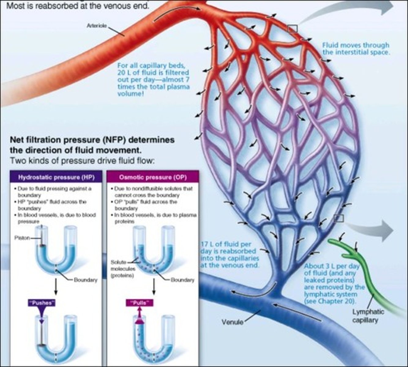 <p>inward pulling force of particles in the interstitial fluid</p>