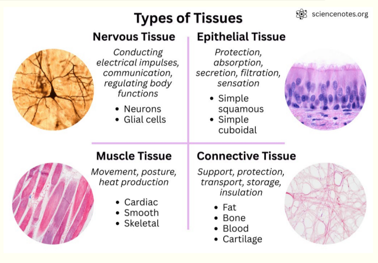 <ul><li><p>epithelial tissue</p></li><li><p>Connective tissue</p></li><li><p>Muscular tissue</p></li><li><p>Nervous tissue </p></li></ul><p></p>