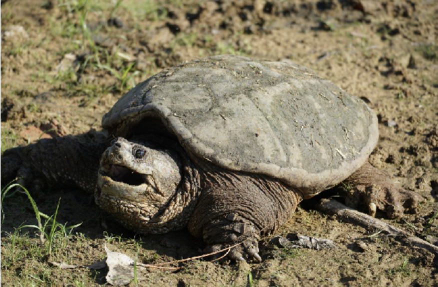 <p>Chelydra serpentina serpentina<br>Eastern snapping turtle<br>Chelydridae</p>
