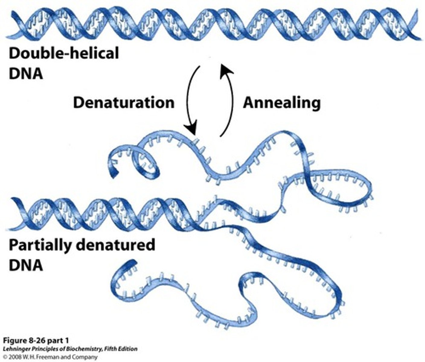 <p>To be capable of combining with complementary nucleic acid by a process of heating and cooling</p>