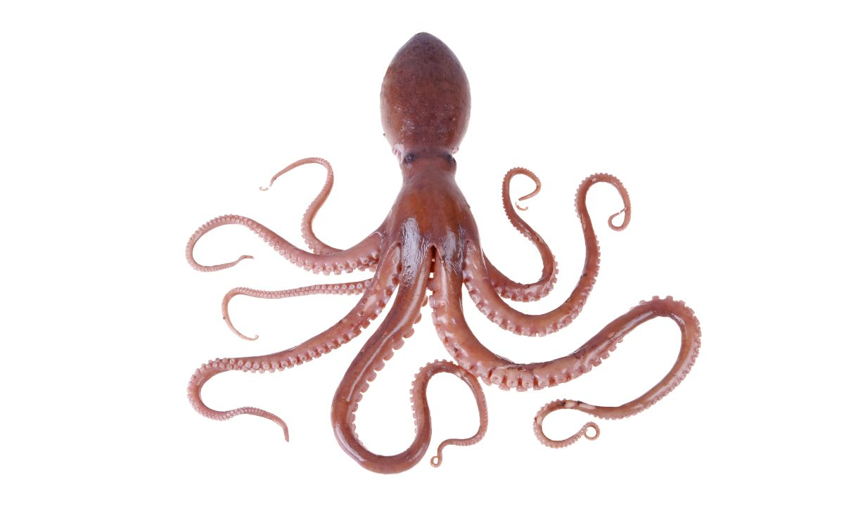 <p>pulpo</p>