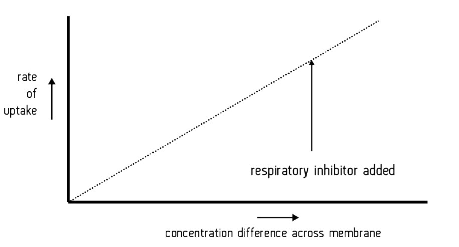 <p>As the concentration gradient increases, the rate of diffusion will also increase; the rate of uptake is <mark data-color="yellow">directly proportional</mark> to the concentration difference across the membrane. </p><p>Stopping respiration using a respiratory inhibitor (which stops ATP production), will not stop diffusion as it needs no ATP from the cell.</p>
