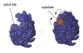 A temporary complex formed when an enzyme binds to its substrate molecule(s).
