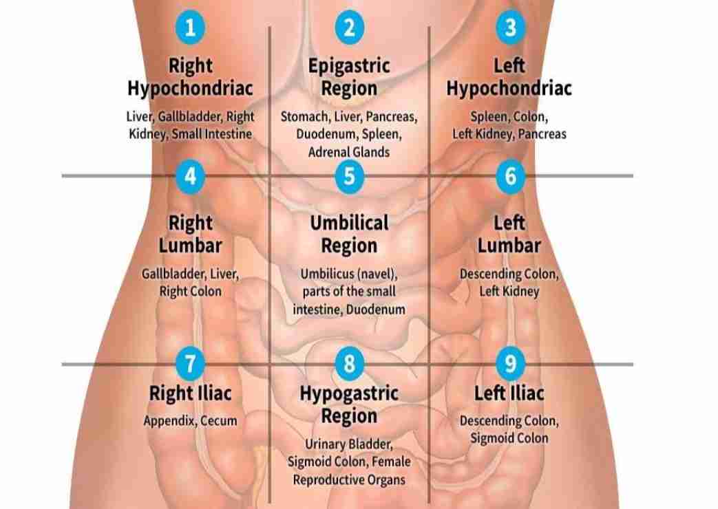 <p>Physical Examination Techniques</p>