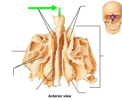 <p>Anterior View</p>