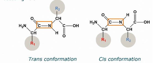 <ul><li><p>Naturally: Trans (side chains do not hinder each other, energetically favorable)</p></li><li><p>Only after processing: cis</p></li></ul><p></p>