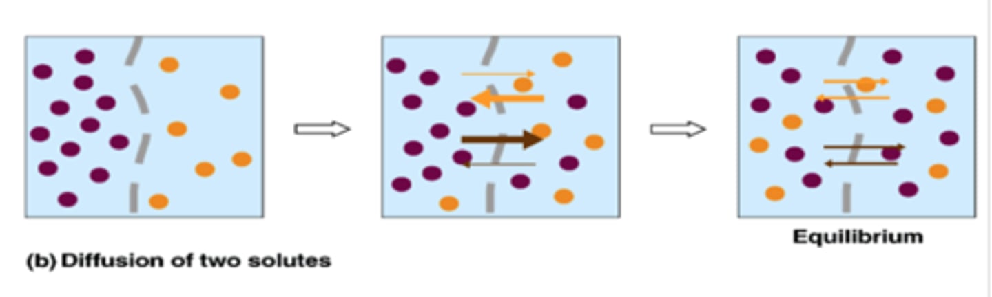 <p>separate reactions; dynamic equilibrium</p>