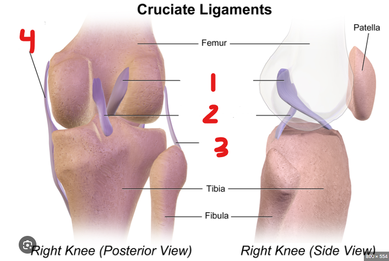 <p>what ligament is 3</p>