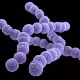 <p>Bacterial prefix that describes bacteria that occur in <strong>chains of cells </strong></p>