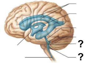 <p>What are the <strong>two apertures</strong>, labeled “<strong>?</strong>”, through which <strong>CSF exits the fourth ventricle to enter the subarachnoid space?</strong></p>