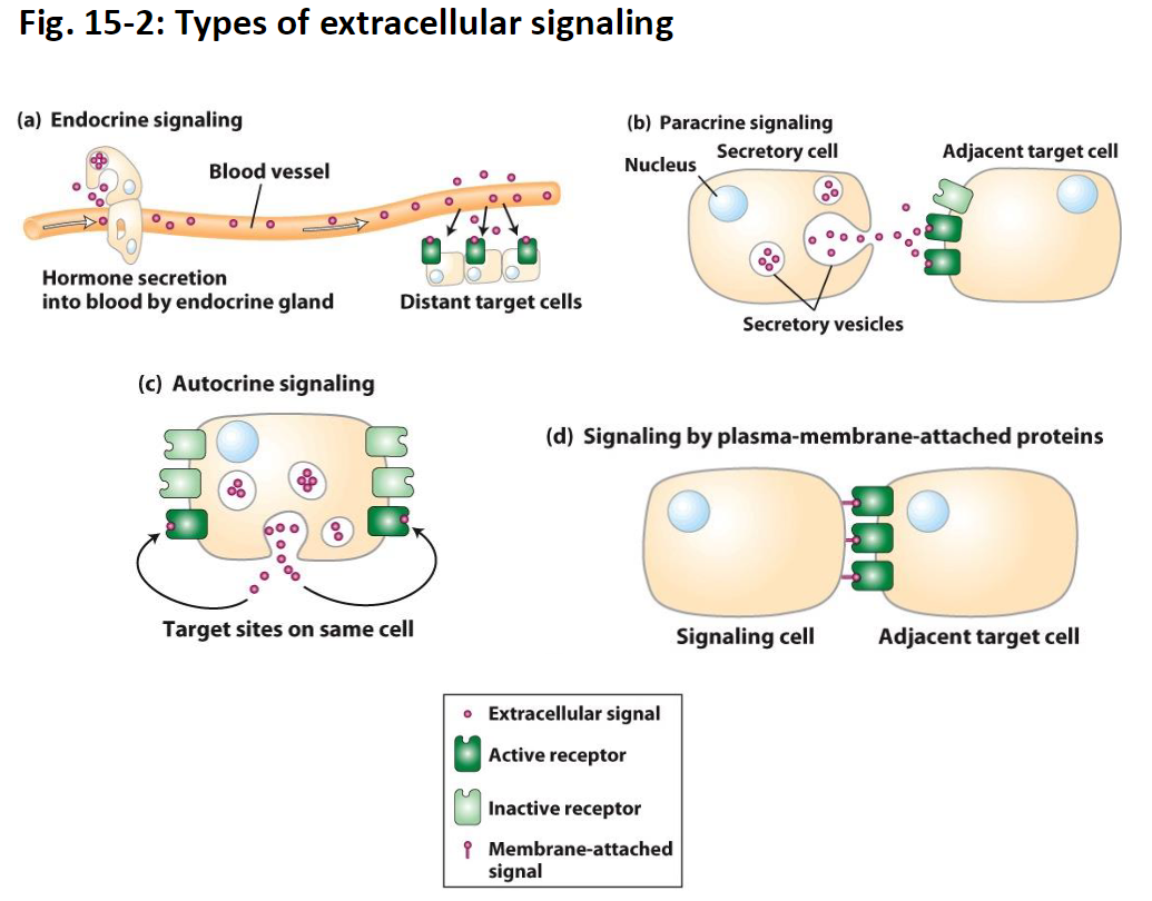 <p><strong>(a) Endocrine Signaling</strong><br> Hormones are secreted by endocrine glands into the blood<br> Travel long distances to reach <strong>distant target cells</strong><br> <strong>Etymology:</strong> <em>endo-</em> = inside, <em>crine</em> = secrete → “secrete inside” (into the blood)</p><p><strong>(b) Paracrine Signaling</strong><br> Signaling molecules are released by a cell to act on <strong>nearby adjacent cells</strong><br> Short-distance signaling<br> <strong>Etymology:</strong> <em>para-</em> = beside/near → “secrete beside” (affects neighboring cells)</p><p><strong>(c) Autocrine Signaling</strong><br> A cell secretes signaling molecules that <strong>act on itself</strong><br> Can regulate its own activity or gene expression<br> <strong>Etymology:</strong> <em>auto-</em> = self → “self-secretion” (acts on the same cell)</p><p><strong>(d) Signaling by Plasma-Membrane-Attached Proteins</strong><br> Proteins on the plasma membrane of one cell interact directly with <strong>receptors on an adjacent cell</strong><br> Does not require secretion of molecules<br> Allows direct cell-to-cell communication</p><p><strong>Key Points</strong><br> Signaling distance varies: autocrine/paracrine = micrometers, endocrine = meters</p>