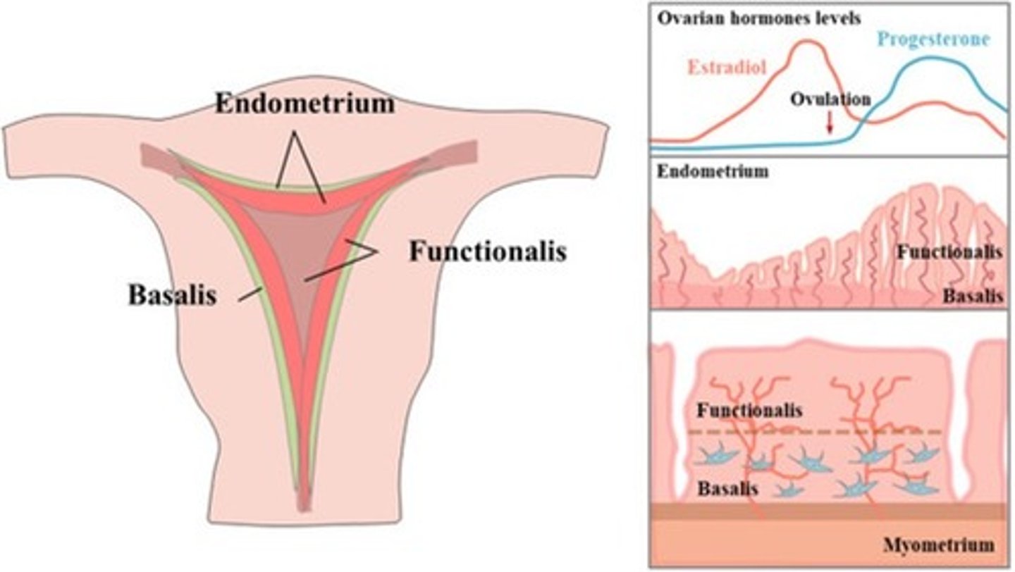 <p>vaginal canal</p>