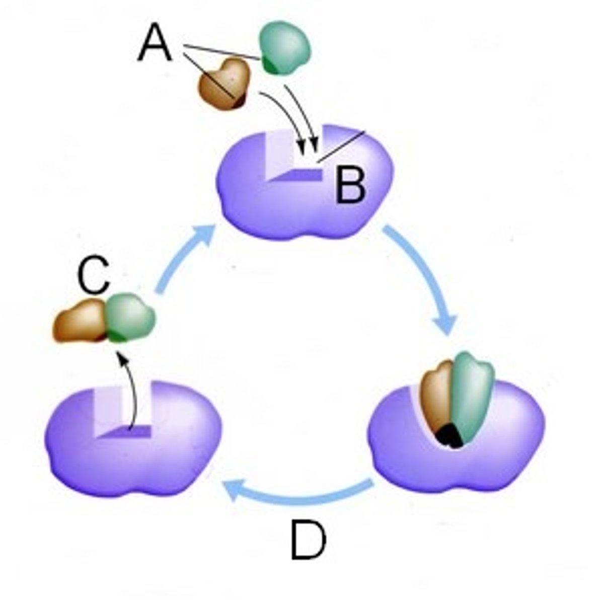 <p>protein that speeds up chemical reactions by lowering the activation energy</p>