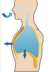 <ol><li><p>Diaphragm moves DOWN</p></li><li><p>Air fills lungs</p></li></ol><p></p>